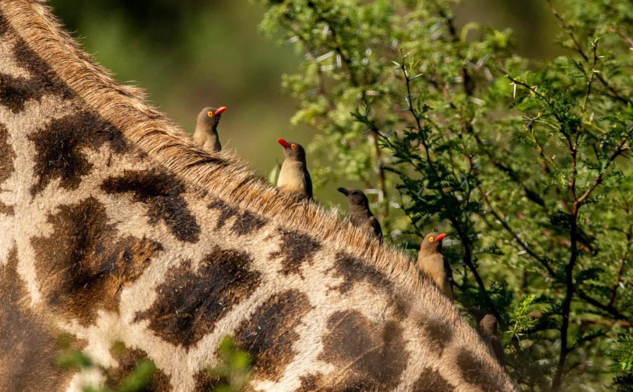 Lodge Black Rhino Game Pilanesberg
