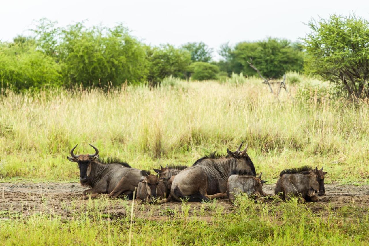 Black Rhino Game