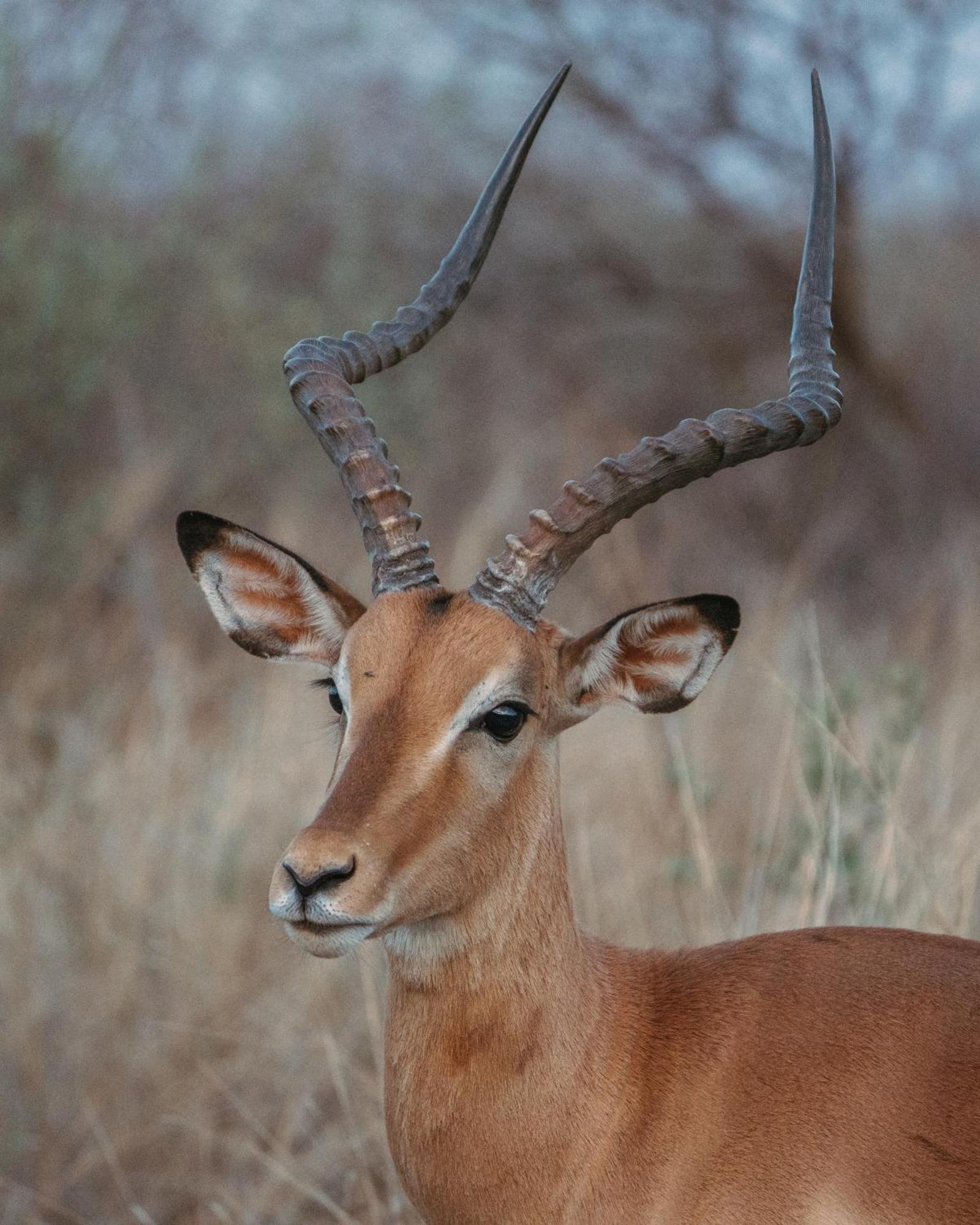 Black Rhino Game Lodge *
